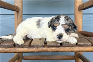 Jocelyn - puppy for sale