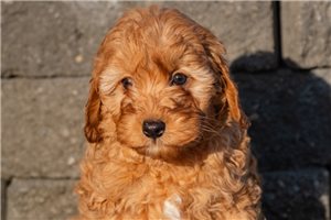 Mathers - Cavapoo for sale