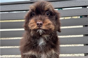 Kyle - puppy for sale