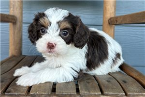 Kaleb - Cavapoo for sale