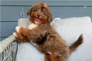 Liam - Cavapoo for sale