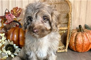 Kora - puppy for sale