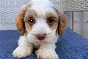 Joshua - Cavapoo for sale