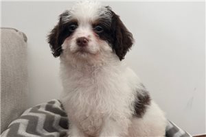 Giovanni - Cavapoo for sale