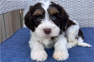 Julian - puppy for sale