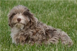 Sylvester - Cavapoo for sale