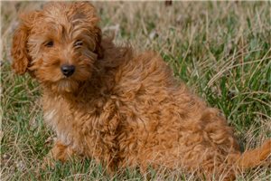 Mathers - Cavapoo for sale