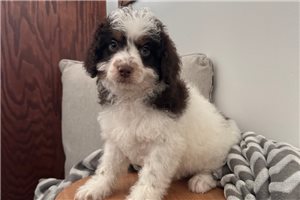 Galilea - Cavapoo for sale