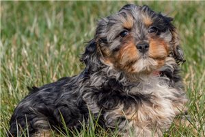 Samuel - puppy for sale