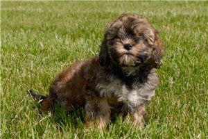 Kole - puppy for sale