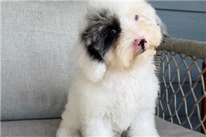 Jake - Cavapoo for sale