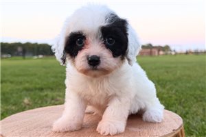 Raisley - puppy for sale