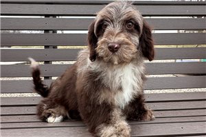 Katy - puppy for sale