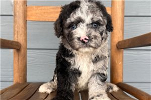 Julian - Cavapoo for sale