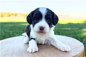 Gilly - puppy for sale