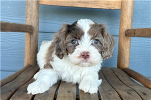 Kash - puppy for sale