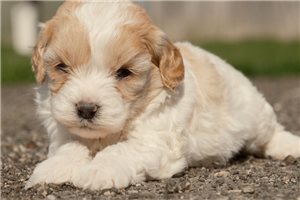 Kitt - puppy for sale