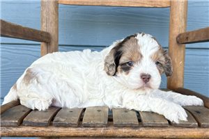 Lana - puppy for sale