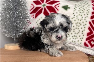 Grayson - Cavapoo for sale