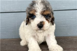 Jocelyn - Cavapoo for sale