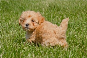 Keith - Cavapoo for sale