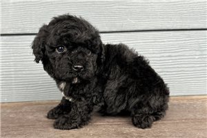 Jemma - Cavapoo for sale