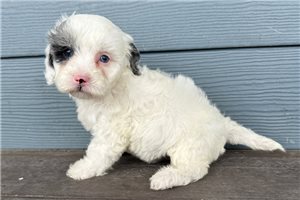 Jake - Cavapoo for sale