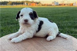 Bert - Cavapoo for sale