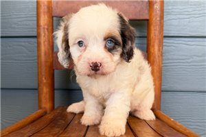 Belle - puppy for sale