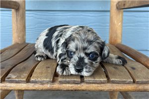 Joshua - puppy for sale