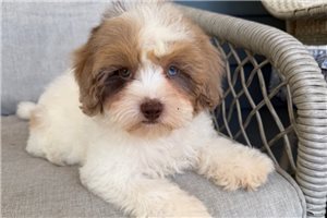 Lana - Cavapoo for sale