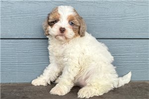 Lana - Cavapoo for sale