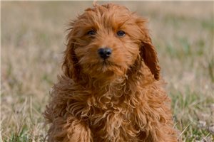 Michaela - puppy for sale