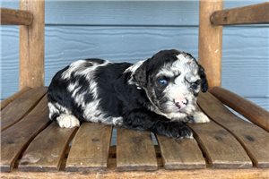 Julian - Cavapoo for sale