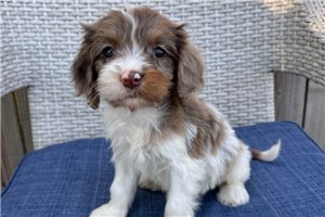 Jiminy - Cavapoo for sale