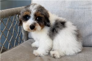 Jocelyn - Cavapoo for sale