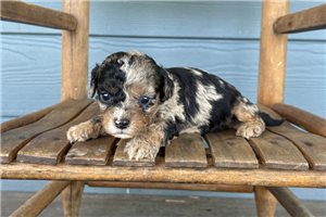 Jett - puppy for sale