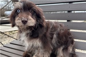 Kassidy - Cavapoo for sale