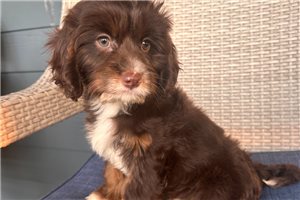 Icon - Cavapoo for sale