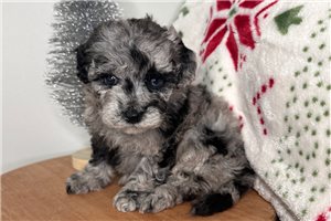 Genesis - Cavapoo for sale