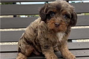 Beta - Cavapoo for sale