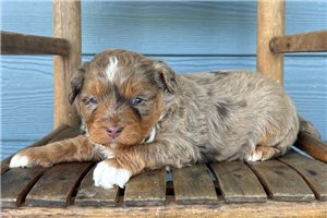Liam - Cavapoo for sale
