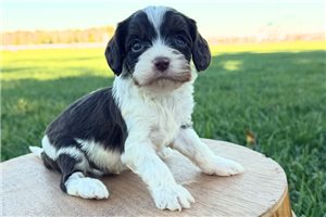 Georgie - puppy for sale