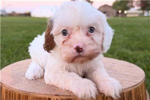 Rigley - Cavapoo for sale