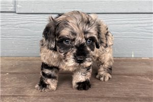 Jalen - Cavapoo for sale