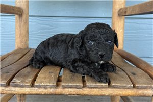 Jemma - Cavapoo for sale