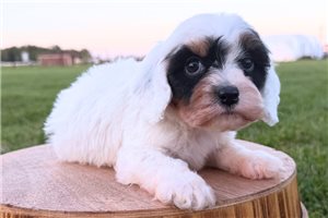 Riggy - Cavapoo for sale