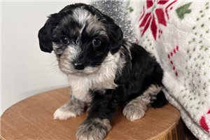 Gabriella - Cavapoo for sale