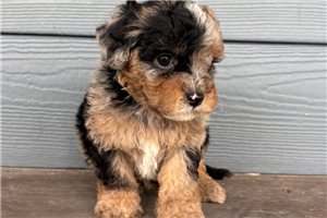 Jett - Cavapoo for sale