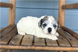 Jaxon - puppy for sale